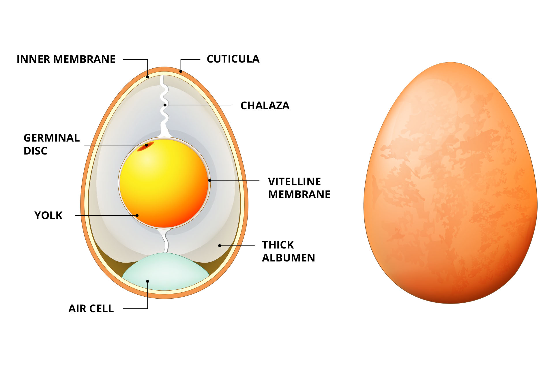Nihon – the perfect egg - anatomy of an egg